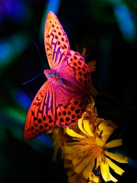 Butterfly Puzzles (Jigsaws)游戏截图2