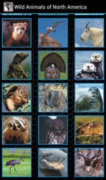 Wild Animals of North America游戏截图4
