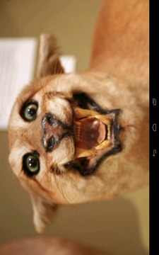 Angry Cougar游戏截图3