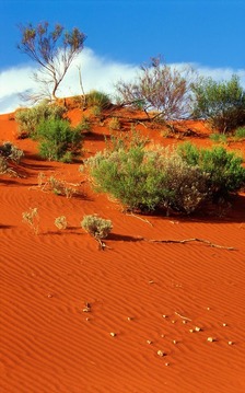 Aussie Landscape Puzzles游戏截图5