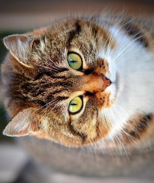 Cats and Kittens Jigsaw Puzzle游戏截图4