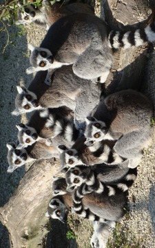 Puzzle - Wild animals游戏截图1