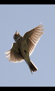 Guess the bird?游戏截图5