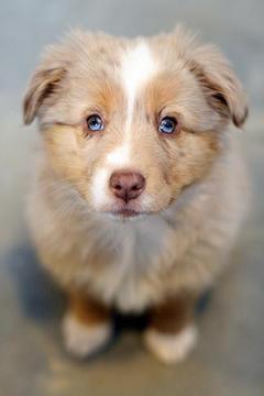 Australian Shepherd Puzzle游戏截图5