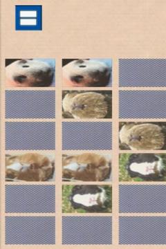 Guinea piggy memory game游戏截图1