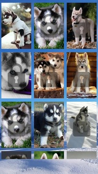 Siberian Husky Puzzle Game游戏截图1