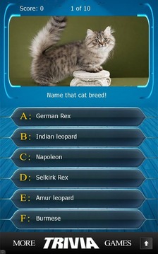 Name that Cat Breed Trivia游戏截图3
