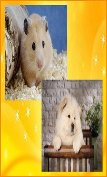Cute Animals Jigsaw Puzzles游戏截图3