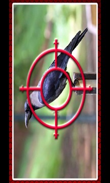 Crow Hunting游戏截图1