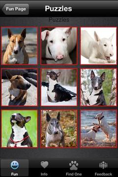 Bull Terrier+ Free游戏截图5