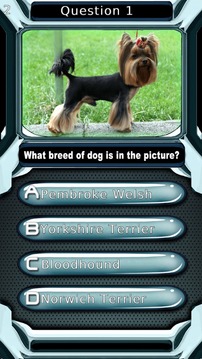 Dog Quiz游戏截图4
