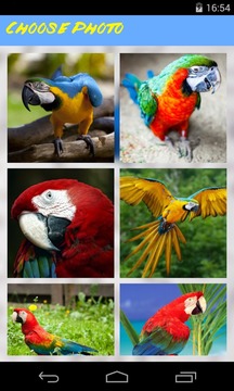 Parrot Jigsaw Puzzle游戏截图2