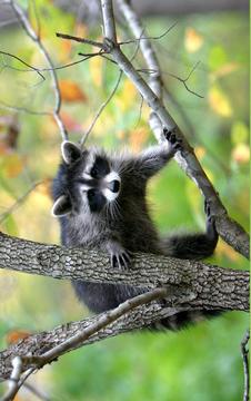 Puzzle - Wild animals游戏截图3