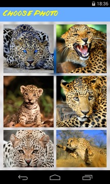 Leopard Jigsaw Puzzle游戏截图2