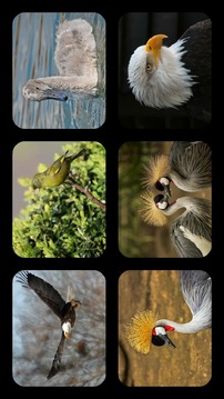 Bird Jigsaw Puzzles游戏截图1