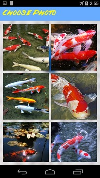 Koi Jigsaw Puzzle游戏截图2