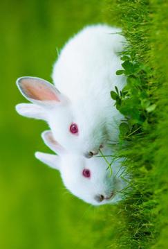 Jigsaw Animals Game游戏截图3