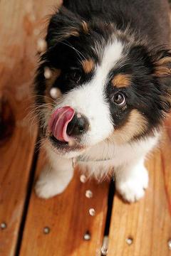 Australian Shepherd Puzzle游戏截图2