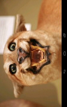 Angry Cougar游戏截图5