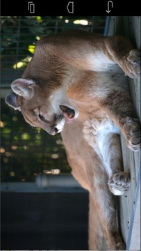 Angry Cougar游戏截图1