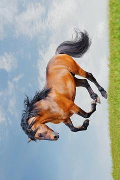 Jigsaw Animals Game游戏截图5