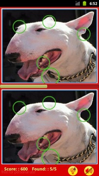 Bull Terrier: Find Differences游戏截图3