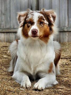 Australian Shepherd Puzzle游戏截图4