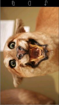 Angry Cougar游戏截图2