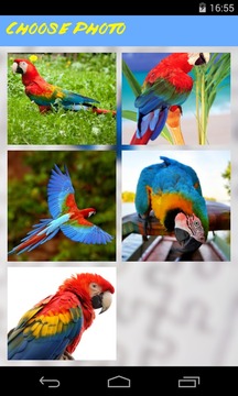 Parrot Jigsaw Puzzle游戏截图3