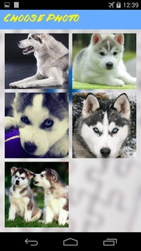 Husky Jigsaw Puzzle游戏截图3