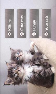 Cats Memory Game Free游戏截图3