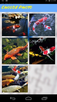 Koi Jigsaw Puzzle游戏截图3