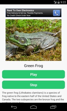 Frog Calls游戏截图2