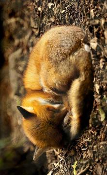 Puzzle - Wild animals游戏截图4