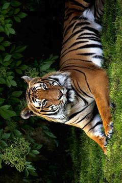 Jigsaw Animals Game游戏截图4