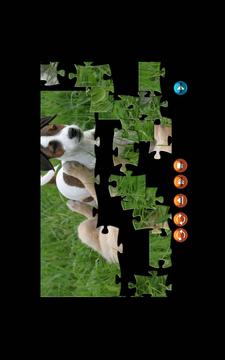 Puppy Jigsaw Puzzle 800x600游戏截图1