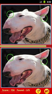 Bull Terrier: Find Differences游戏截图2