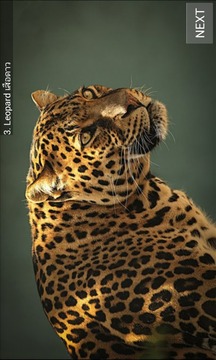 World Mammal - Animal Quiz游戏截图5