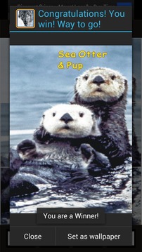 Wild Animals of North America游戏截图2
