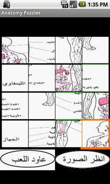 Arabic anatomy puzzles游戏截图2