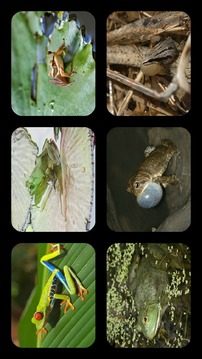 Frog Jigsaw Puzzles游戏截图1