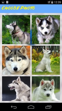 Husky Jigsaw Puzzle游戏截图2