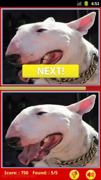 Bull Terrier: Find Differences游戏截图4