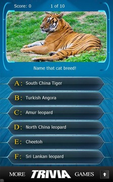 Name that Cat Breed Trivia游戏截图4