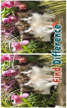 Find 5 Difference : Cats游戏截图2