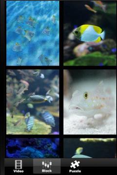 Ocean Fish Aquarium游戏截图2