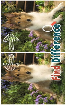 Find 5 Differences : Puppies游戏截图1