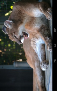 Angry Cougar游戏截图4