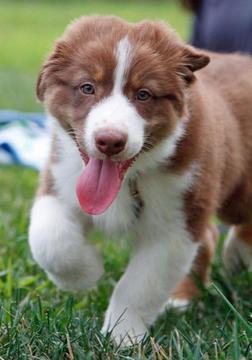 Australian Shepherd Puzzle游戏截图1