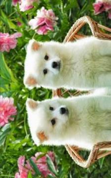 Puzzle Cute Dog游戏截图1